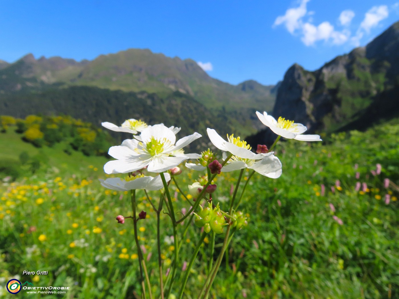 28 Ranunculus platanifolus (Rranuncolo a fglie di platano) con vista in anticima Corno Branchino.JPG
